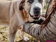 Liebenswerter Denzel sucht ein Zuhause❣️ - Spenge