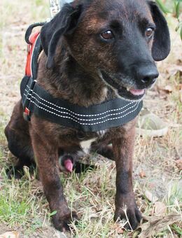 Roy Ein mutiger Junge - Berlin