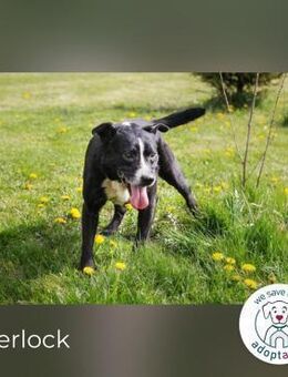 Sherlock: Lieber Senior sucht Familie - Kirchzell