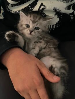 BLH Britisch Langhaar Kitten blue und tricolor - Rothenburg (Tauber)