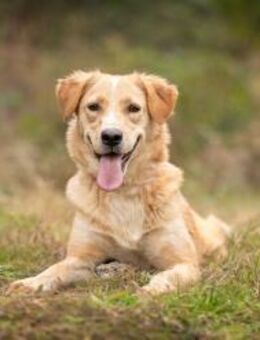 Jersey: liebe Hundedame sucht Familie - Ottweiler