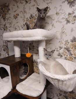 Russischblau kitten - Ankum