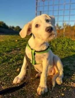 Clara - vom Karton in dein Herz - Niddatal