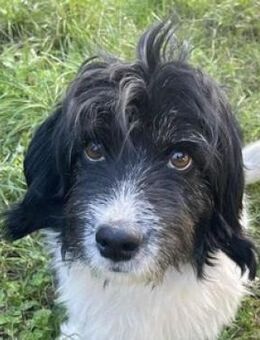 Wuschelkopf BENY - Gefrees