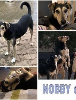 NOBBY -Sanfte Seele möchte vertrauen- - Duisburg