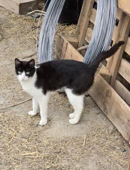 Zuhause gesucht für Amandină (dringend) - Kallmünz