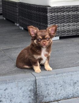 Chihuahua Rüde LH - Verl