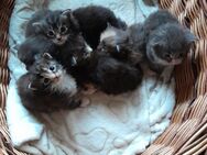 Main Coon Kitten - Sohland (Spree)