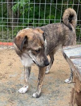 ❤️🐶 Süßer Junghund Peppi🐶❤️ - Eislingen (Fils)