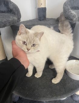 Britisch Kurzhaar Katze - Feuchtwangen