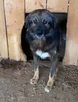 Ajax - der Hübsche 🐾 - Elsdorf (Nordrhein-Westfalen)