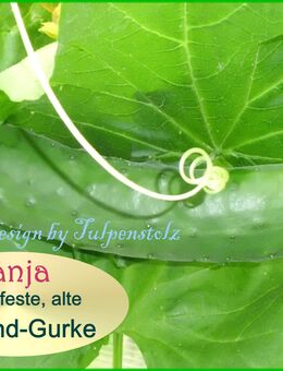 ❤ BIO Gurke TANJA Samen alte Sorte,samenfest,Tulpenstolz, Gemüse,alte Sorten, Freiland geeignet. Bitterfreie große Salatgurke Saatgut Rarität - Hamburg