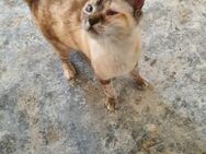 verschmuste Siammix Katze April - Geisenheim