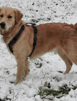 Golden Retriever Hündin sucht neues Zuhause - Dresden