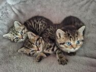 Bkh Kitten - Hungen