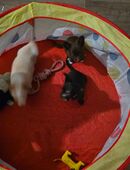 Unsere chihuahuas suchen ein zuhause in 17168