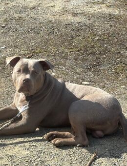 American Bully Rüde 1 Jahr alt - Bad Salzuflen