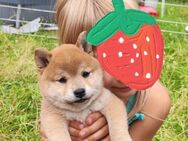 Shiba Inu Babys suchen liebes zu Hause ❤️ - Hainichen (Sachsen)