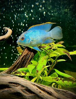 Blaue Buntbarsche (Andinoacara pulcher "electric blue") suchen neues Zuhause - Mühlenbecker Land