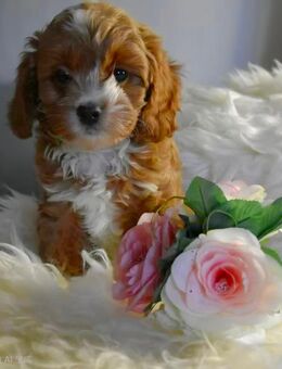 Zuckersüße Cavapoo Welpen suchen liebevolle Zuhause - Twistringen