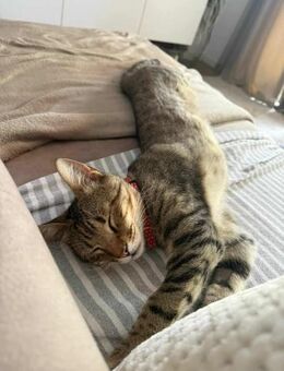 FIV-positives Löwenherz Simba - Margetshöchheim
