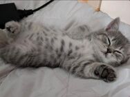 Britische kurzeHaare kitten - Dortmund