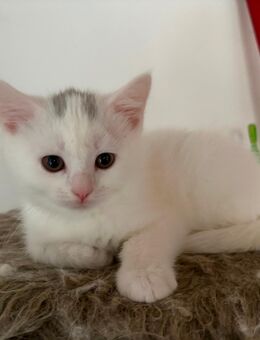 Van Cats white - Duisburg