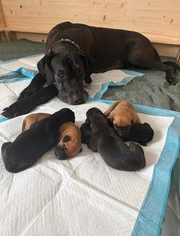 Deutsche Doggen Welpen - Haunsheim