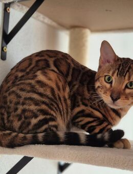 Wunderschöner Bengal Kater 7 monate alt - Straubing