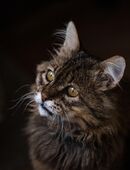 Riesengroß Kater Leonard in 15806