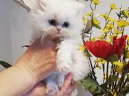 Perser kitten - Kyritz