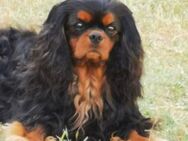 PIETRO - ein freundlicher Cavalier King - Kempen