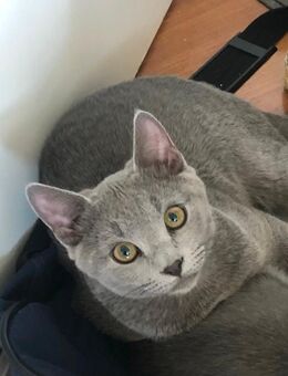 Russisch blau Kätzchen Katerchen - Darmstadt Eberstadt