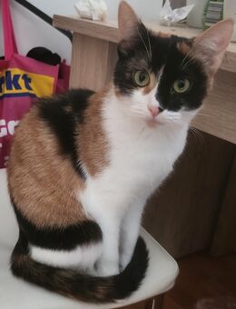 3 Farben Katze weiblich - Nürnberg
