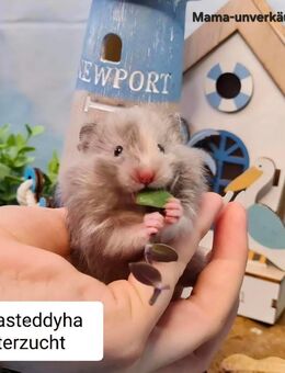 Extrem HANDZAHME FLAUSCHIGE Teddyhamster Satinglanz - Dinslaken