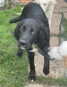 Bezaubernde Beau sucht ein Zuhause - Tornesch