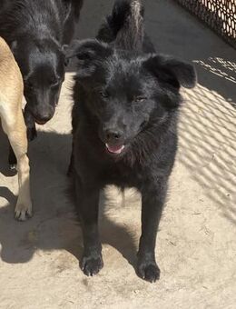 Maci von kettenlos - Bollingstedt