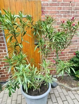 Oleander rot - Barsinghausen