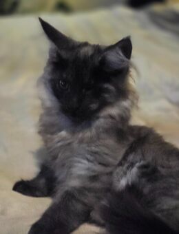 Maine Coon mit Schönheitsfehler - Telgte