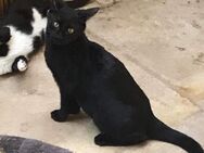 Noir aus dem Tierschutz - Grevenbroich
