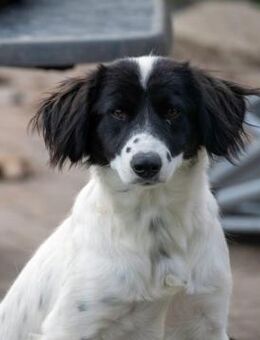Alma ! Dringend Zuhause gesucht - Siggelkow