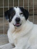 Asterix möchte Tierheim verlassen in 41469