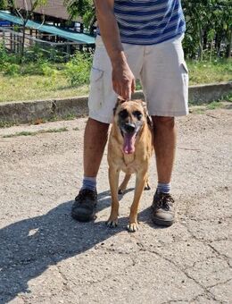 🆘 RUBY in 91616 🆘 Herz in Not 🆘 - München