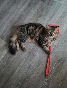 Kater zu vermitteln - Kastel-Staadt