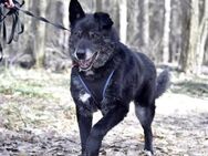 BALU- sucht Rentnerplatz - Mainhardt