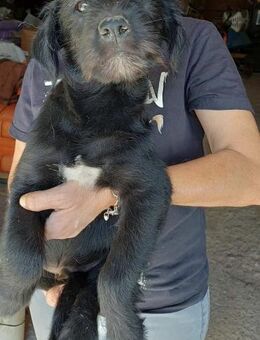 RUDY - (verspielt, liebevoll, jung) - Köln