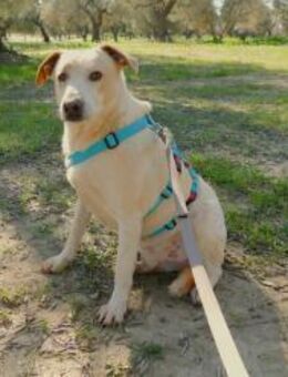 Orio sucht schon so lange - Fronreute