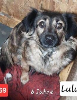 Lulu - mit den großen Kulleraugen - Willich