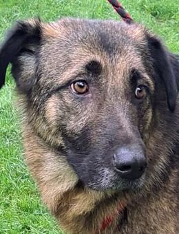 Zauberhafte Diosa - NOTFALL - Obertshausen