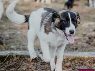 Fynn 🐶 Ein hübscher Bube - Spenge
